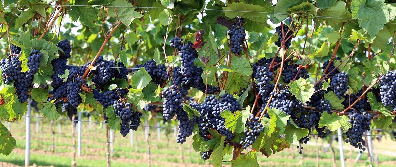 blue grapes hanging on the vine on wine tour.