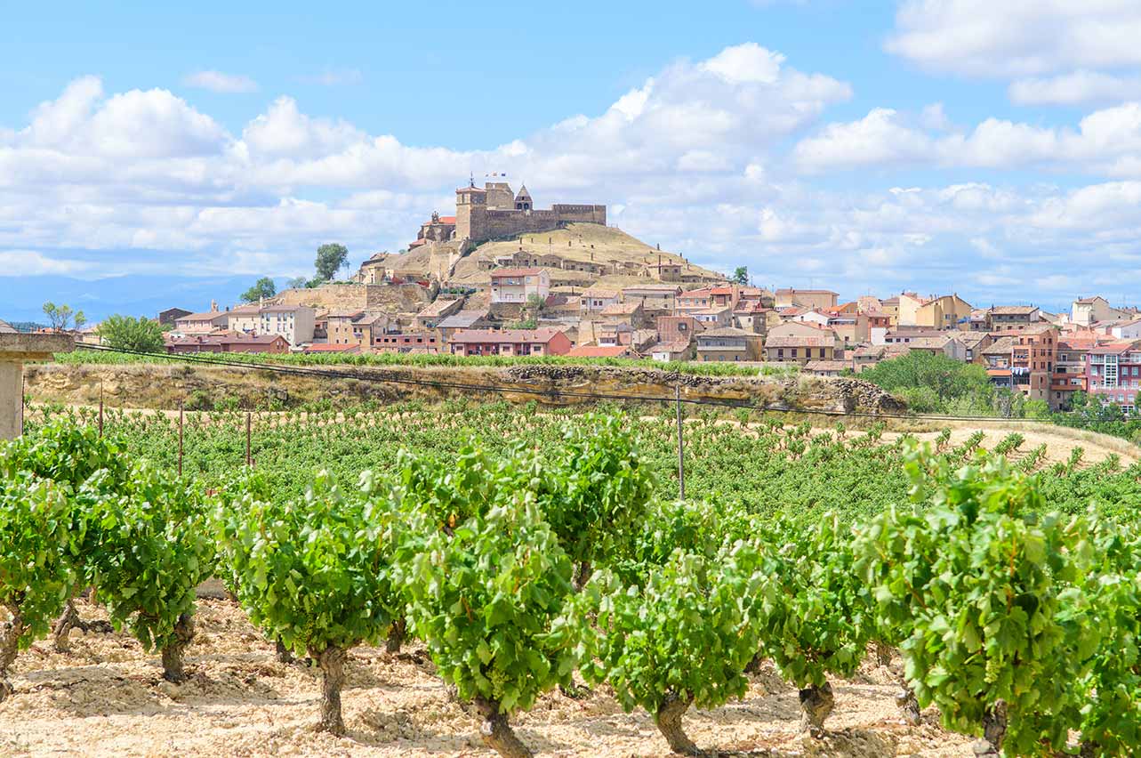 wine experience Grapevine fields of La Rioja, Spain