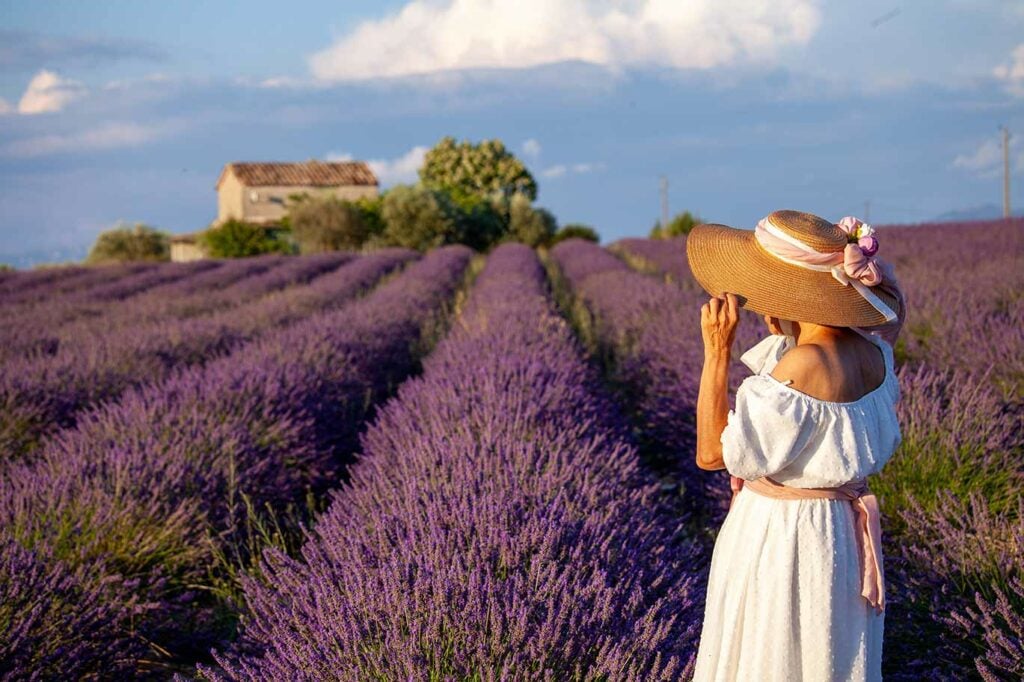 Lavender fields, France