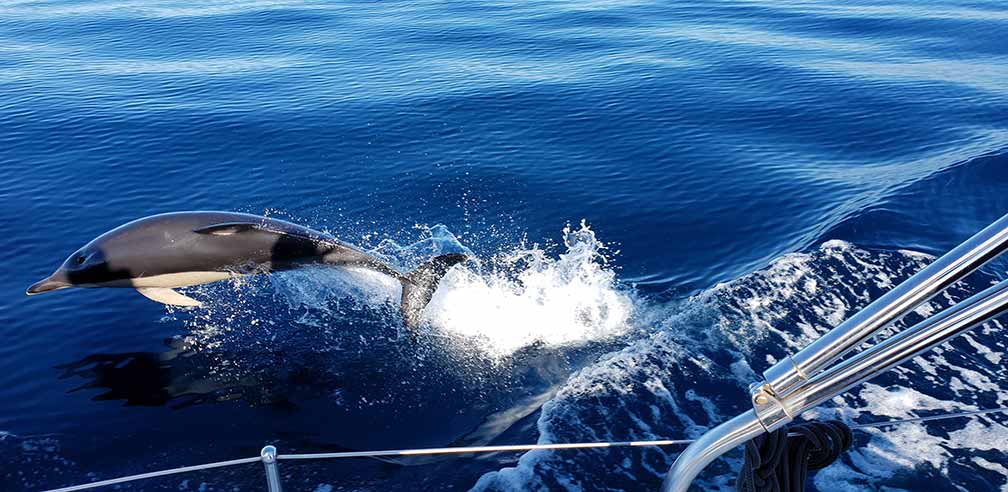 dolphin leaping out of water beside a boat in the algarve