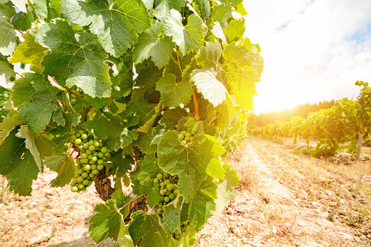 Old vineyards with red wine grapes in the Alentejo wine region near Evora, Portugal Europe