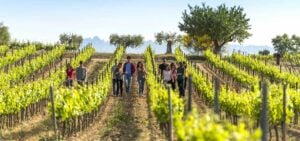 Pendes Wine Region tour at vineyard