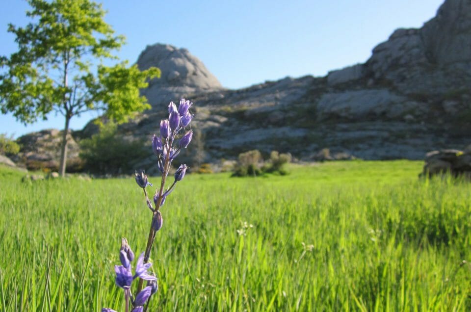 shot taken from the ground showing the beauty of peneda geres national park