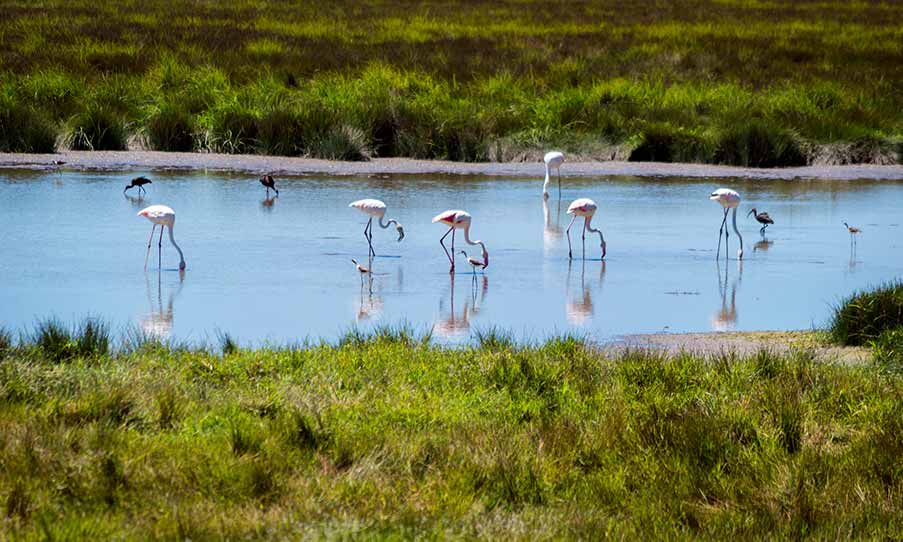 Pink Flamingos in Doñana, Spain