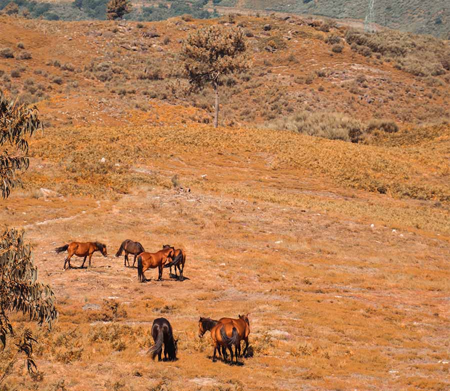 Wild Horses, Peneda-Gerês National Park, Portugal